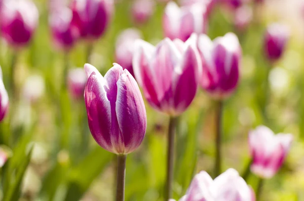 stock image Tulips close up