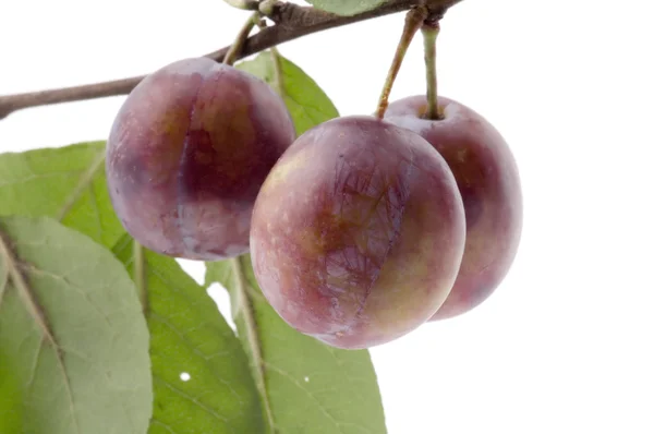 Wild plum close up — Stock Photo, Image