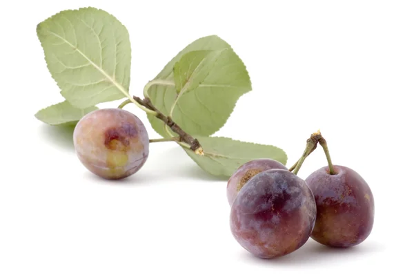 Wild plum on white — Stock Photo, Image