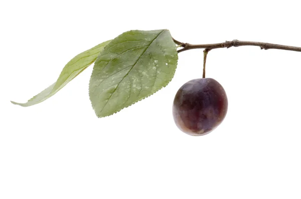 Wild plum macro — Stock Photo, Image