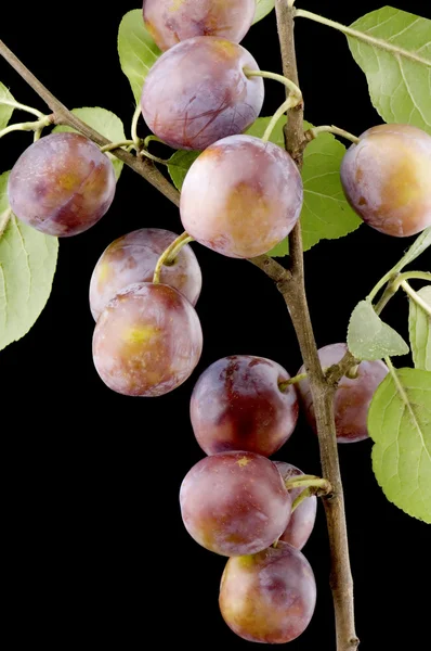 Wild-plum close up — Stock Photo, Image