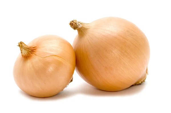 Two bulb onion Stock Image