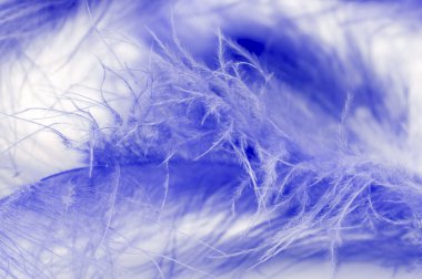 Blue feather macro clipart