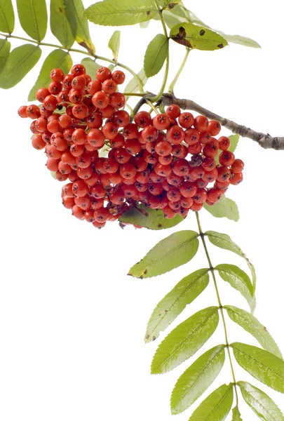 Ashberries com folhas closeup — Fotografia de Stock
