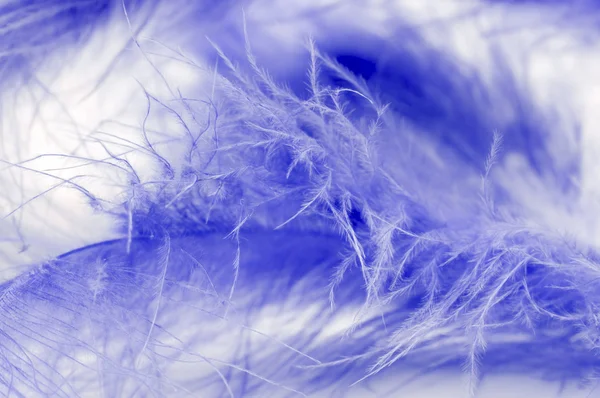 Macros de plumas azules —  Fotos de Stock