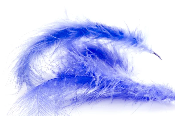 Blaue Feder aus nächster Nähe — Stockfoto