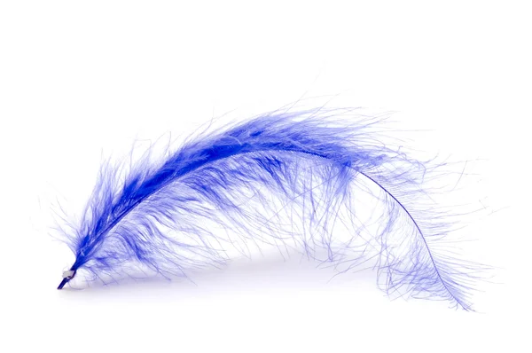 白底蓝色羽毛 — 图库照片