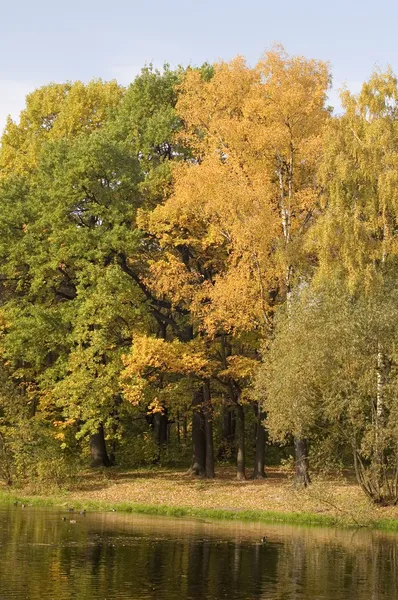 Podzim v parku s jezírkem — Stock fotografie