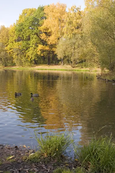 Göl ile sonbahar park — Stok fotoğraf