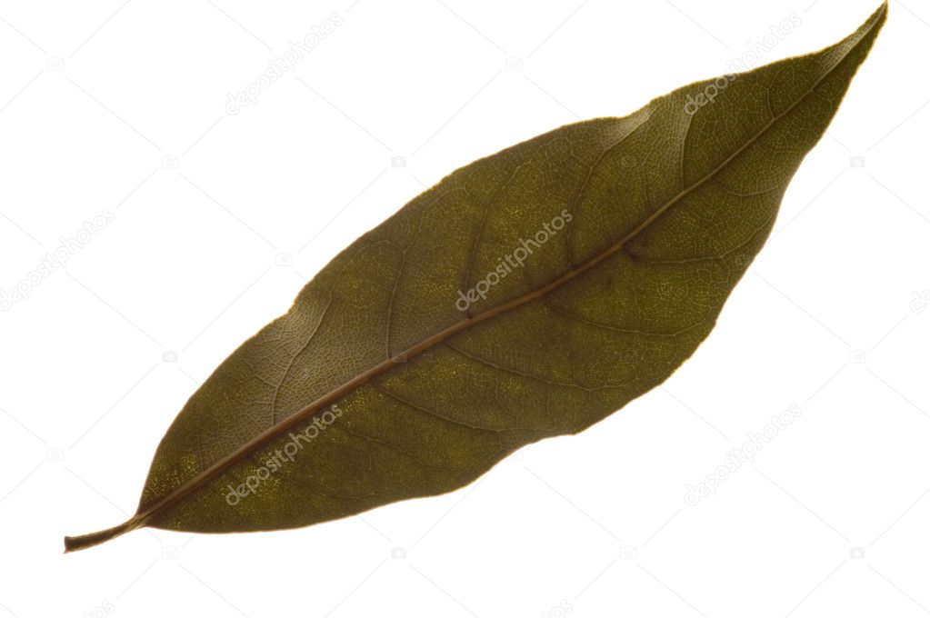 Bay leaf macro