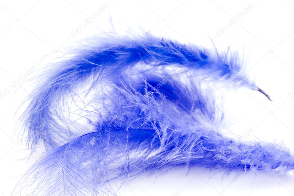 Blue feather close up