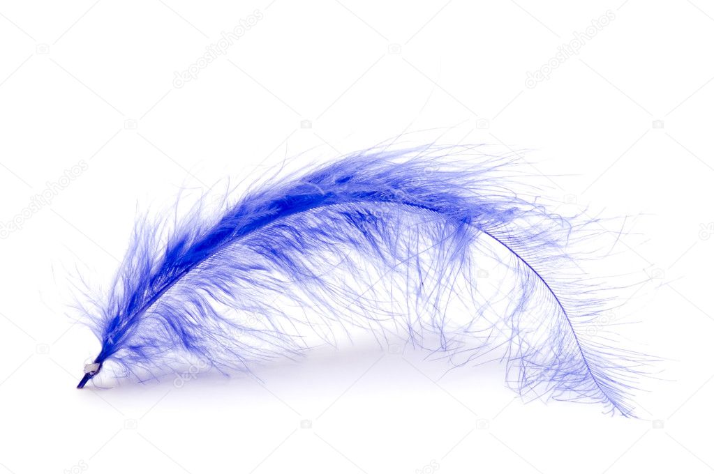 Blue feather on white