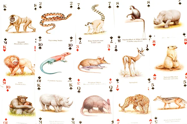Karty s zvířat closeup — Stock fotografie