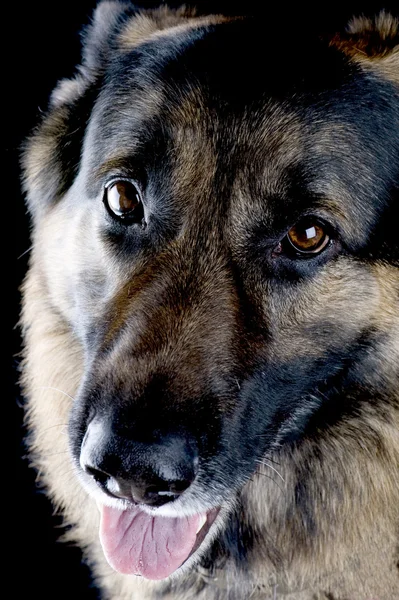 黒のクローズ アップの犬 — ストック写真