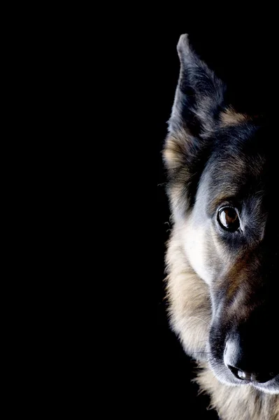 Perro en negro de cerca — Foto de Stock