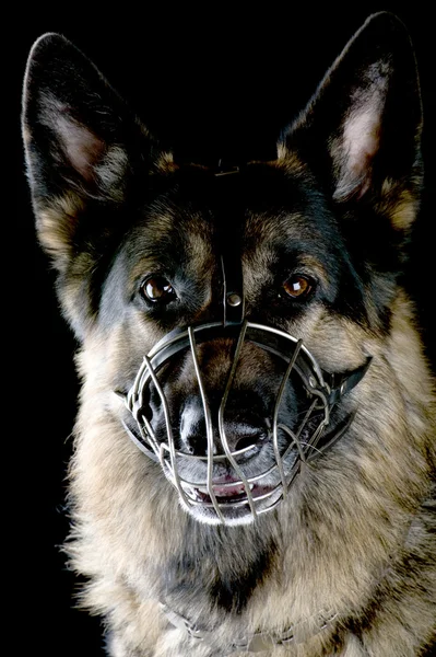 黒犬 — ストック写真