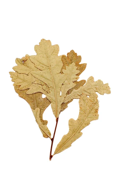 Сухой лист на белом — стоковое фото
