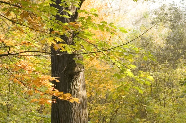 Podzim v lese Moskva — Stock fotografie