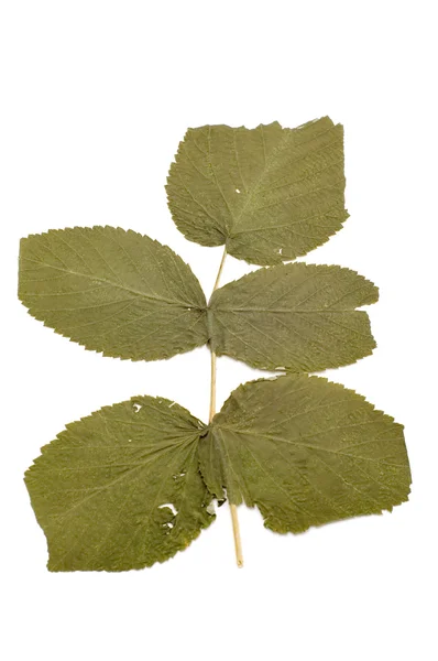 Grünes trockenes Blatt auf Weiß — Stockfoto