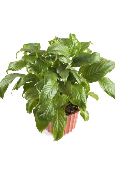 Closeup pokojové rostliny — Stock fotografie