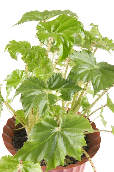 Fehér beltéri növény — Stock Fotó