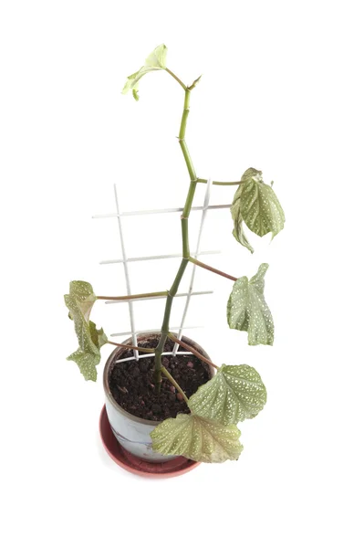 Pokojová rostlina — Stock fotografie