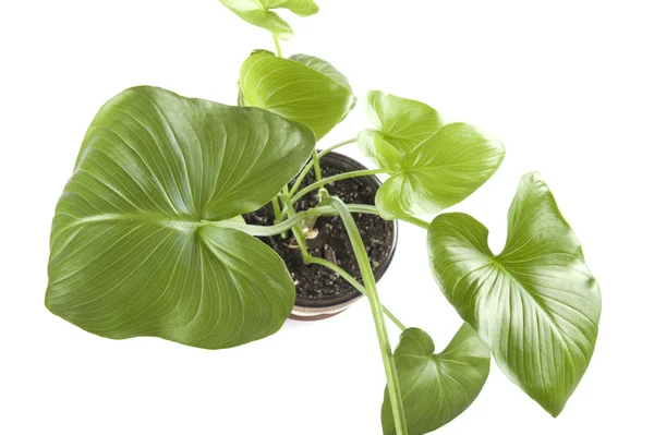 Closeup pokojové rostliny — Stock fotografie
