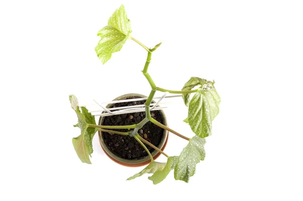 白い背景の上の屋内植物 — ストック写真