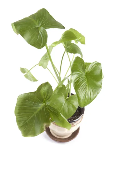 Pokojové rostliny na bílém pozadí — Stock fotografie