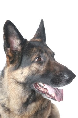 Police dog closeup clipart