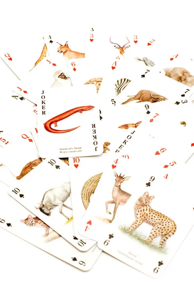 Jugar a las cartas con animales de primer plano — Foto de Stock