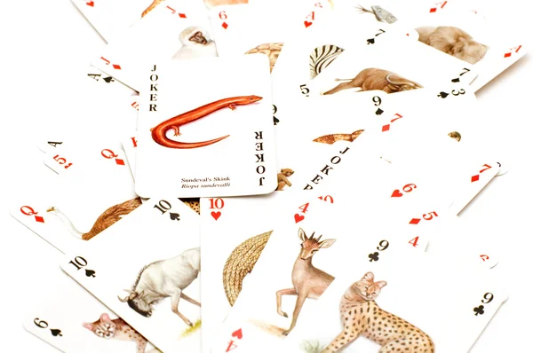 Παίζουν χαρτιά με ζώο — Φωτογραφία Αρχείου