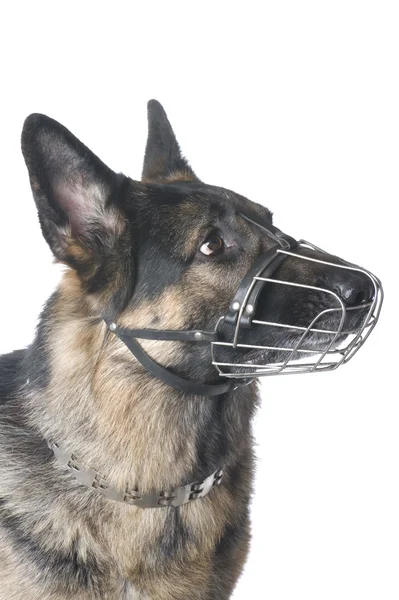 Polizeihund hautnah — Stockfoto
