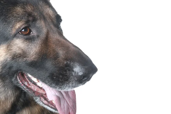 Polizeihund Makro auf weiß — Stockfoto