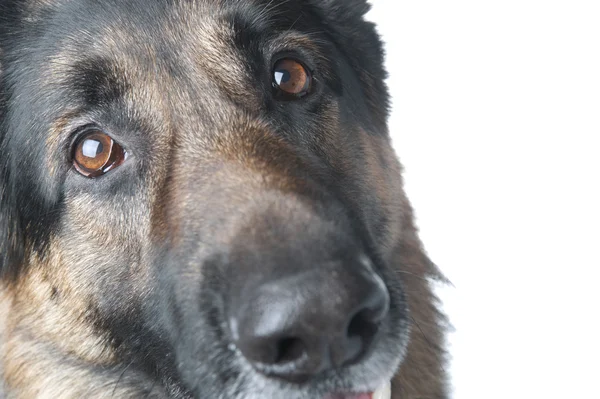 Policejní pes makro — Stock fotografie