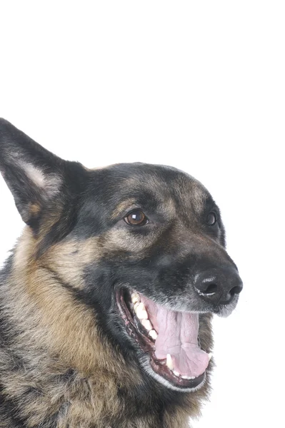 Policejní pes na bílém pozadí — Stock fotografie