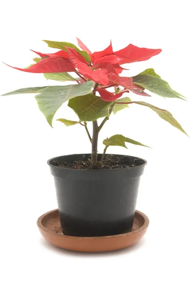 Poinsettia flower on white — Stock Image Poinsettia flower on white Stock Picture