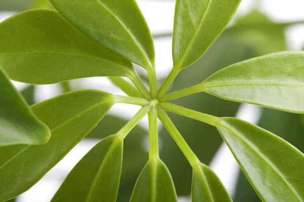Venster planten close-up — Stockfoto