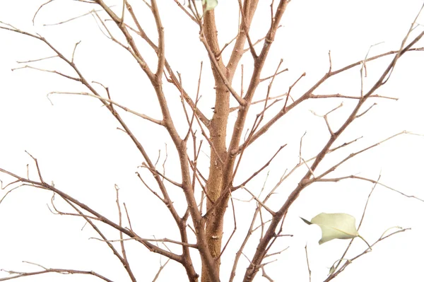 ウィンドウの植物のクローズ アップ — ストック写真