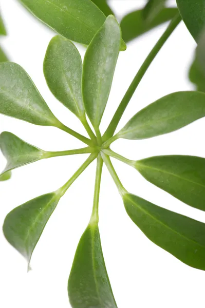 ウィンドウの植物のマクロ — ストック写真