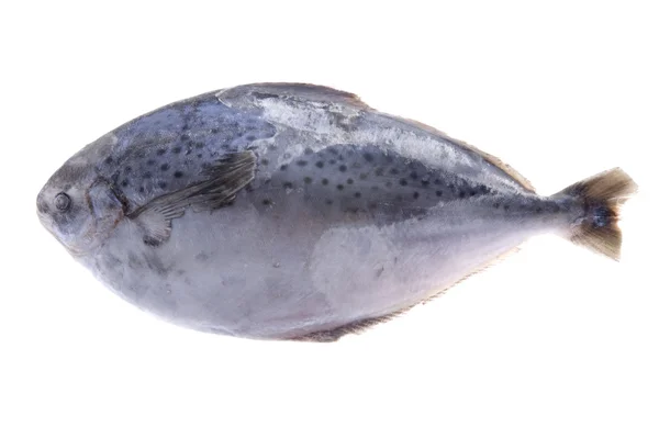 Рыба на белом — стоковое фото
