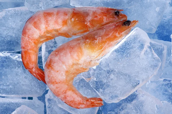 Frozen shrimp on blue — Stock Photo, Image