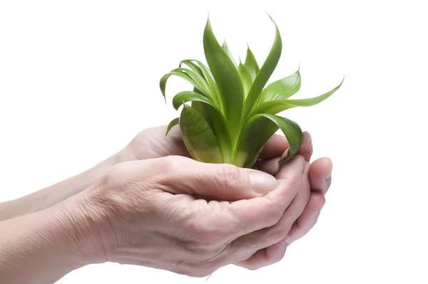 Planta verde na mão de perto — Fotografia de Stock