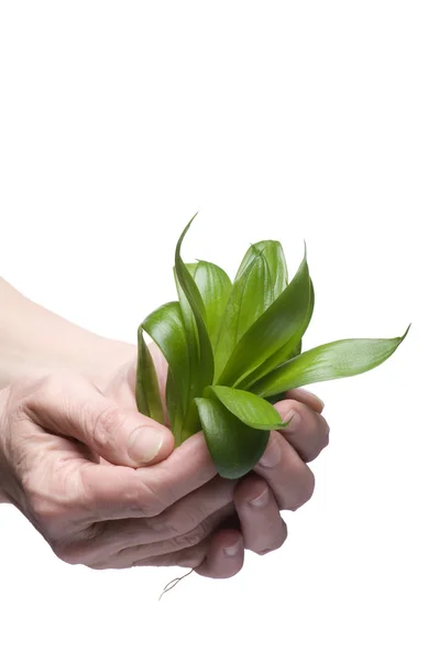 Planta verde na mão closeup — Fotografia de Stock