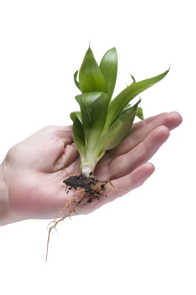 Зелена рослина під рукою на білому — стокове фото