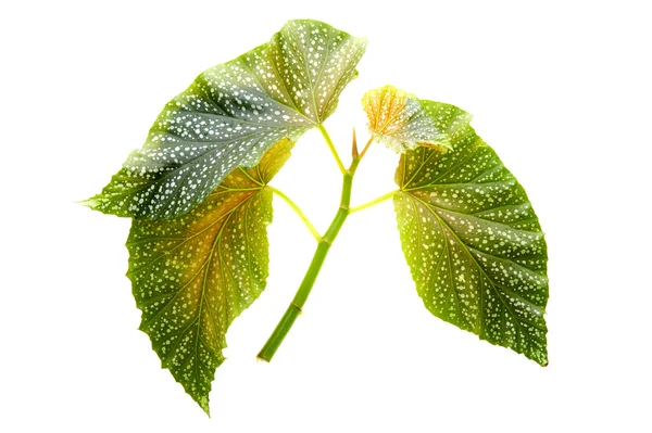 Leaf macro on white — Stock Photo, Image