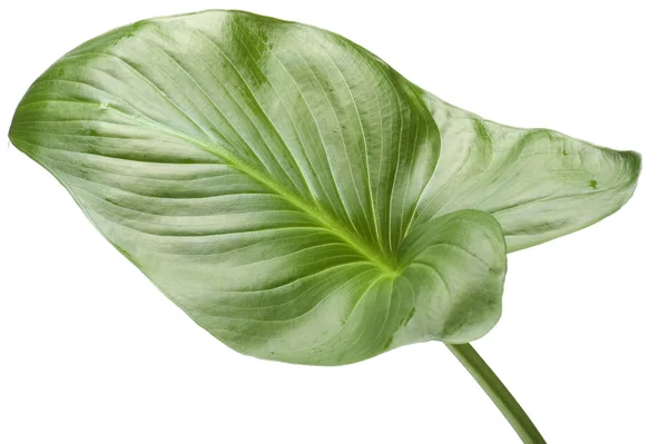 Roślina na biały — Zdjęcie stockowe