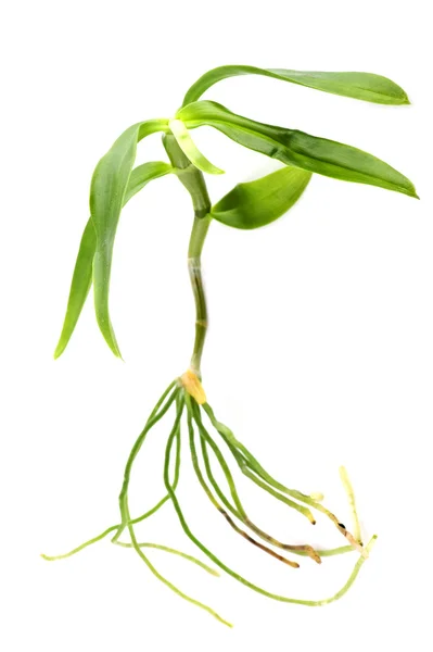 Planta com raiz — Fotografia de Stock
