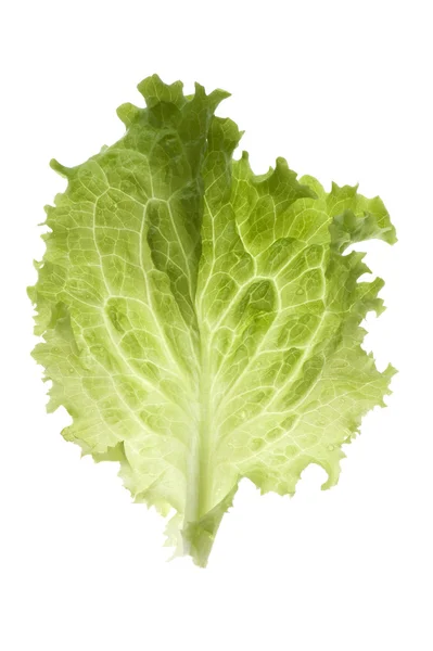 Saláta fehér — Stock Fotó