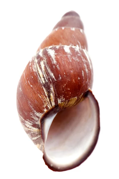 Sea shells on white — Stock Photo, Image
